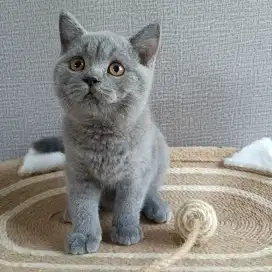 Open Adopsi Kitten BSH