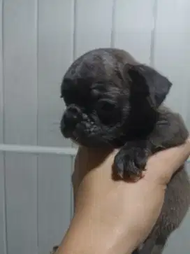 French Bulldog 2 bulan