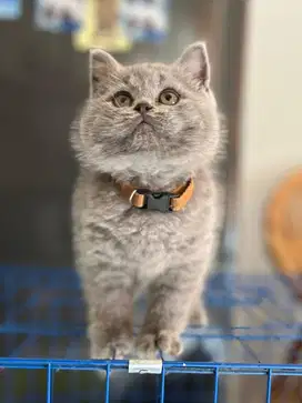 kucing bsh british shorthair jantan non ped