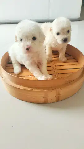 Puppy poodle bichon