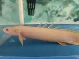 Ikan Palmas Albino Murmer