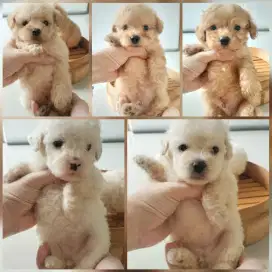 Borong puppy maltipoo dan poodle bichon