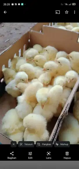 DOC ANAK AYAM BROILER 27 HARI MASA PANEN