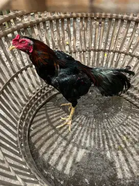 ayam bangkok  silahkan bosku