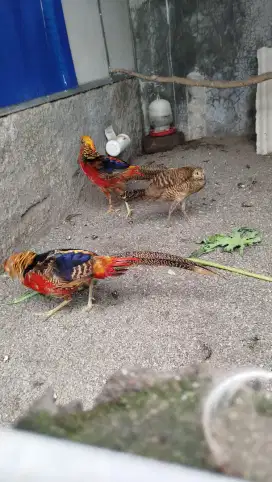 Ayam hias golden pheasant sepasang 1 tahunan mutasi warna hampir full