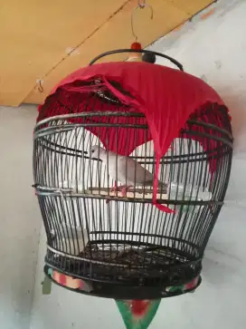 Burung puter dan kandang