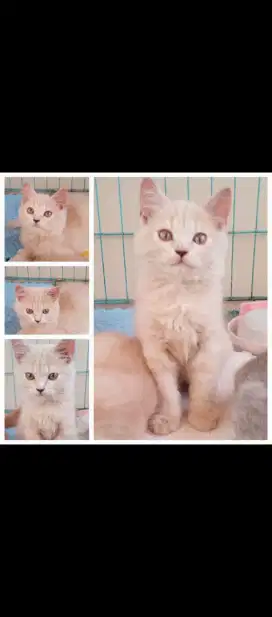 Kucing Munchkin NS Persia, Anggora