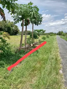 INVESTASI MURAH TANAH SAWAH DI MINGGIR SLEMAN DEKAT CU SEHATI JK13103