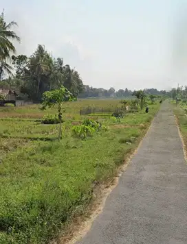 MURAH TANAH SAWAH PINGGIR KAMPUNG DEKAT POLSEK MINGGIR JK13100