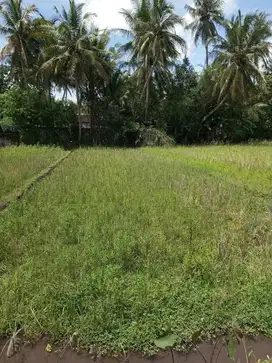 DIJUAL SAWAH BAGUS DEKAT GUBUG MAKAN MANG ENGKING MINGGIR JK13103