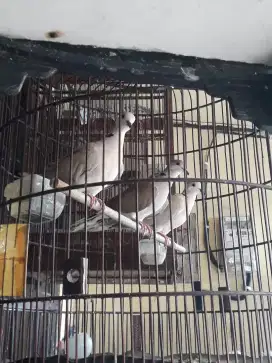 Dijual Burung Puter Betina