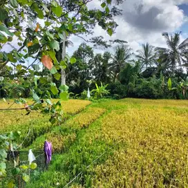 LAHAN DI KAWASAN SANGAT NYAMAN DI TIRTA TAWAR, UBUD - BALI