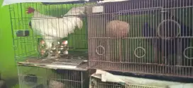 4 ekor ayam kampung kuntara ras petelur