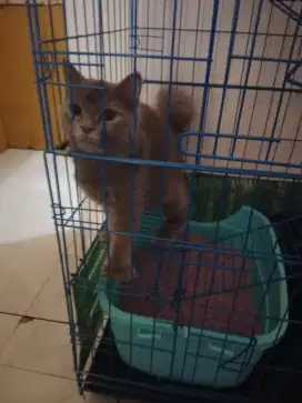 Kucing  persia betina