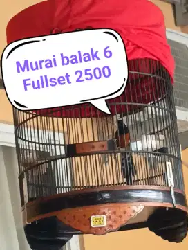 Murai Batu Harian gacor