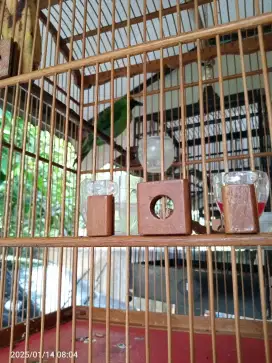 Burung Rumahan fullset