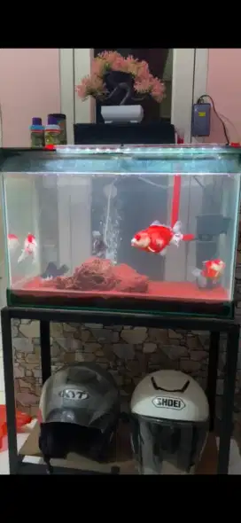 Aquarium 60cm dan rak besi