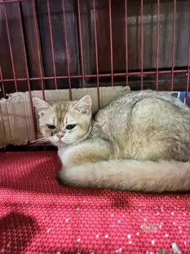 Kucing BSH Golden Jantan