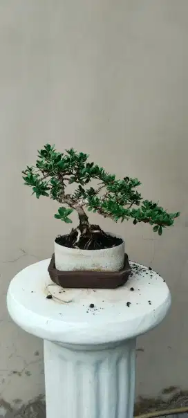 Bonsai Santigi mawar