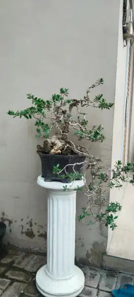 Bonsai Santigi mawar