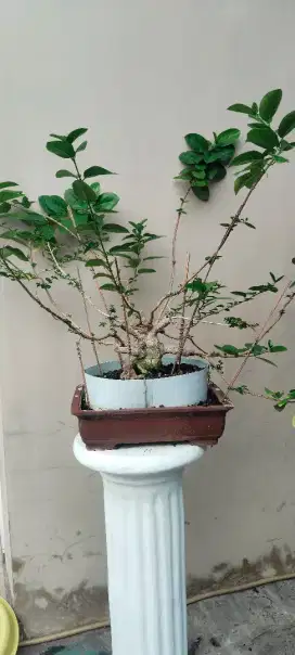 Bonsai sancang ori bogel