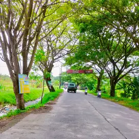 DIJUAL TANAH MURAH 1479m2 PINGGIR JALAN ONGGORAWE MRANGGEN DEMAK