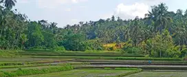 Exquisite riverfront land of 7280 sqm for sale in Penebel, Tabanan