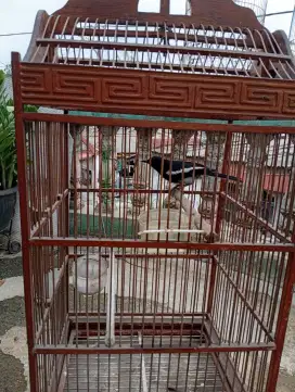 Burung Kacer Pengalaman