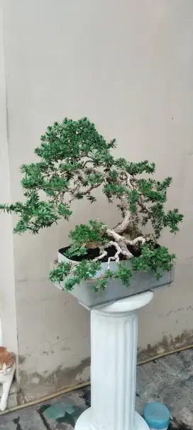 Bonsai Santigi mawar