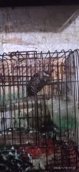 Burung pelatuk beras jantan