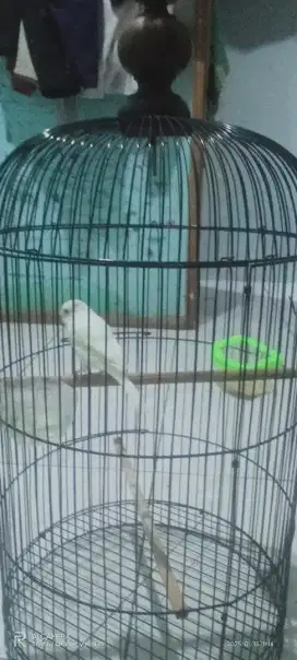 Burung kenari lokal jantan, riwikan