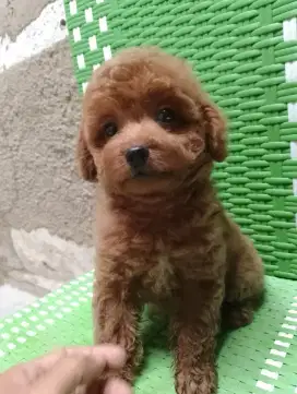 Poodle jntan 2 bln