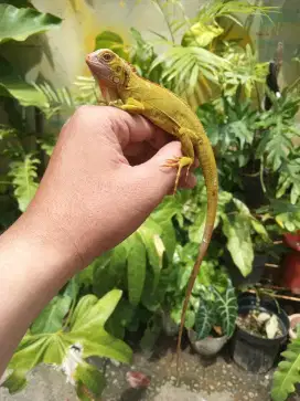 Iguana Green Hypo