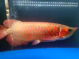 Ikan arwana super red