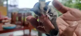 Sugar glider mosaik