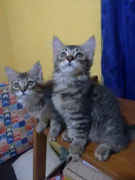 Lepas adopt 3 kitten mixbreed mainecoon+persia