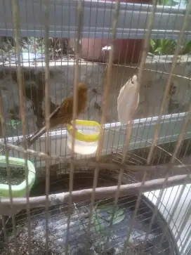 Jual burung kenari sepasang