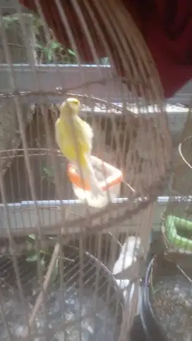 burung siskin sepasang