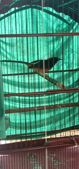 Burung Murai bahan