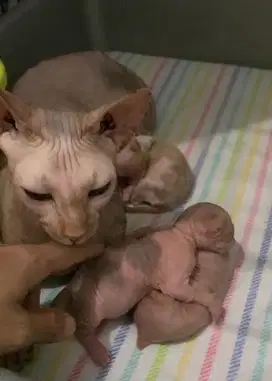 Sphynx borongan