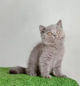 British Shorthair/BSH/Kitten