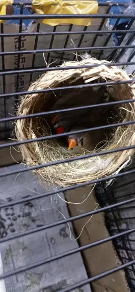 BURUNG ZEBRA FINCH SEPASANG PRO