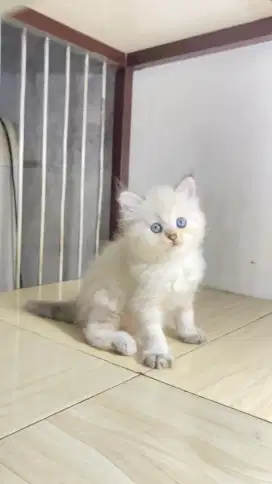 Kitten himalaya