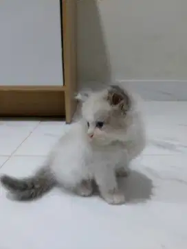 Kucing ragdoll jantan