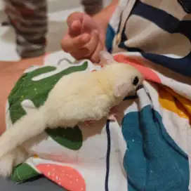 Sg sugar glider joey leucistic