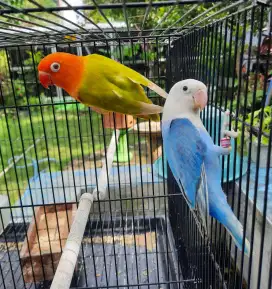 Lovebird Biola PF Mata merah