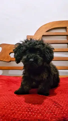 TINY POODLE 4BLN FEMALE STAMBUM