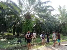 Lowongan kerja perkebunan kelapa sawit, untuk perawatan dan pemanen