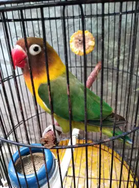 Burung lovebird drak green bety dewasa