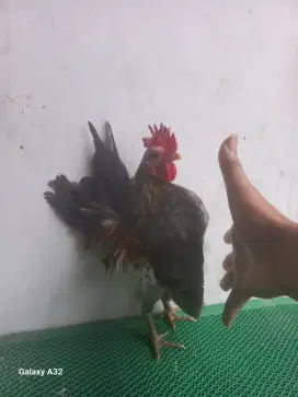 Ayam serama jantan muda kelabu